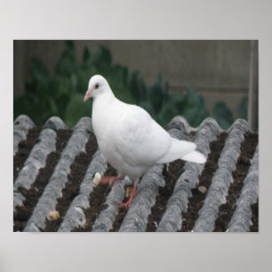 Póster Pato - Estampa de Paloma Blanca
