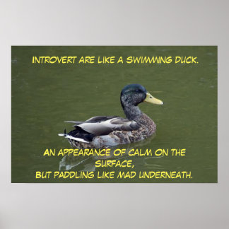 Póster Pato Introvertido