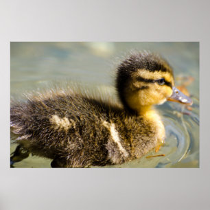 Póster Pato joven del bebé