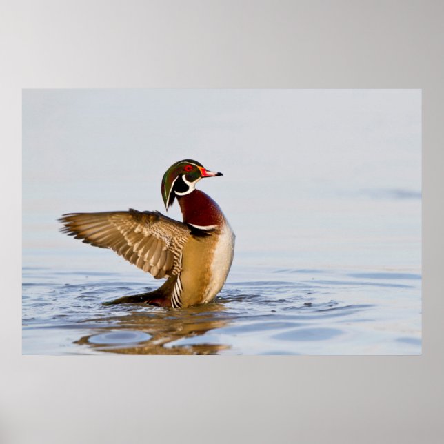 Póster Pato joya macho aleteando en humedal (Frente)