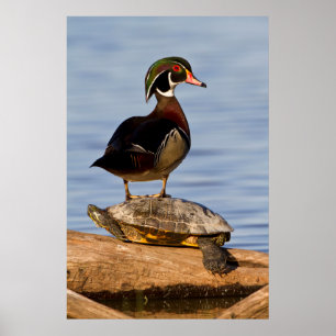 Póster Pato joya macho de pie sobre una tortuga de orejas