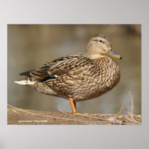 Póster Pato Mallard