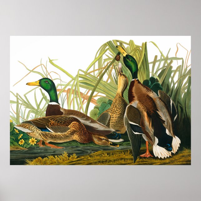 Póster Pato Mallard de John James Audubon (Frente)