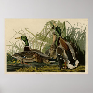 Póster Pato Mallard de los pájaros de América de Audubon