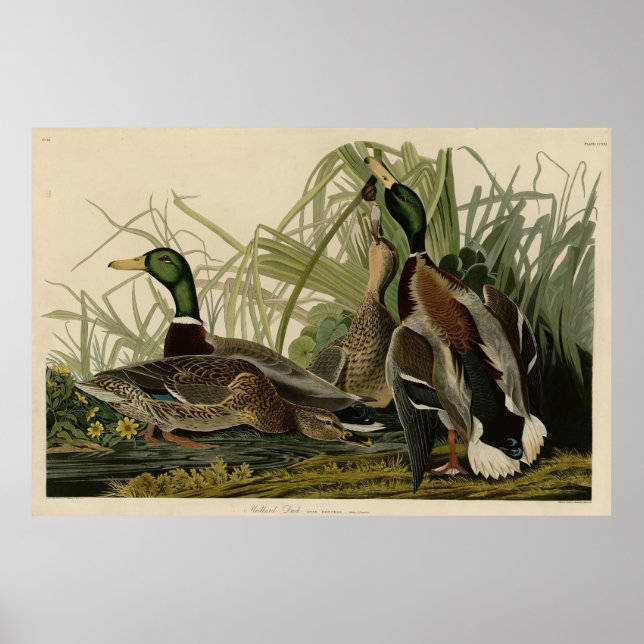 Póster Pato Mallard de los pájaros de América de Audubon (Frente)