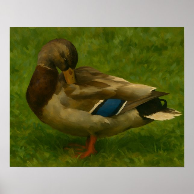 Póster Pato Mallard en la Luz de la pradera (Frente)