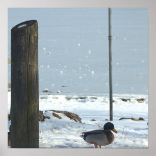 Póster Pato Mallard en Poster de Nieve