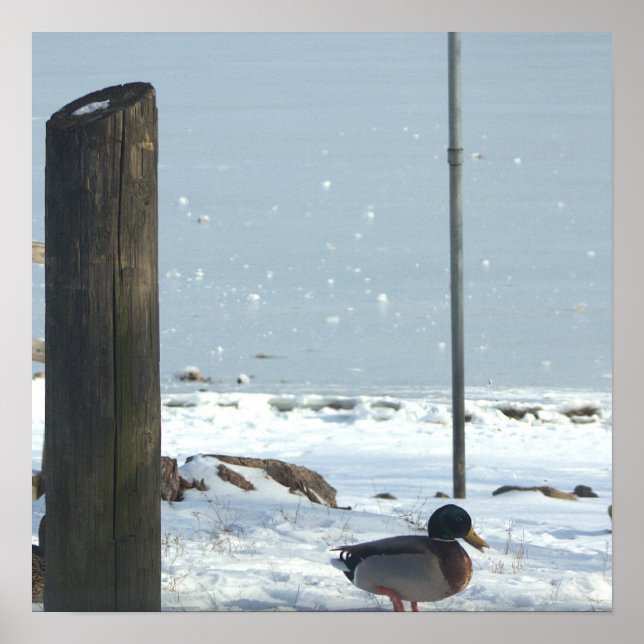 Póster Pato Mallard en Poster de Nieve (Frente)
