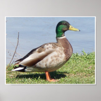 Póster Pato mallard masculino