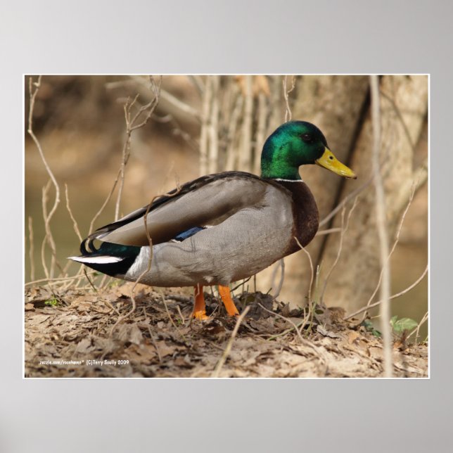 Póster Pato mallard masculino (Frente)