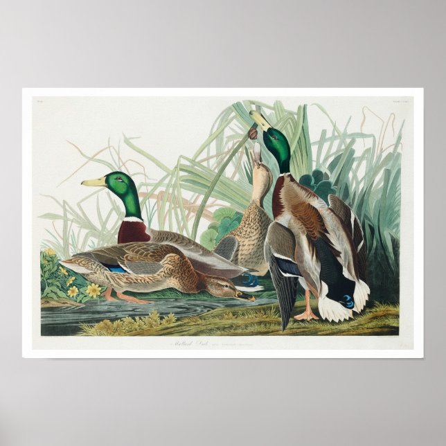 Póster Pato Mallard por Audubon Poster (Frente)