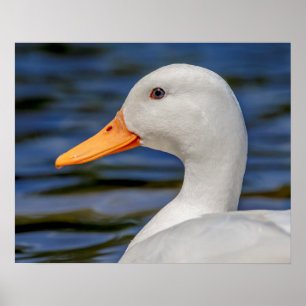 Póster Pato mallorquín blanco