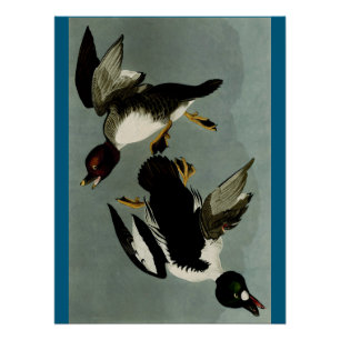 Póster Pato marino común de goldeneye