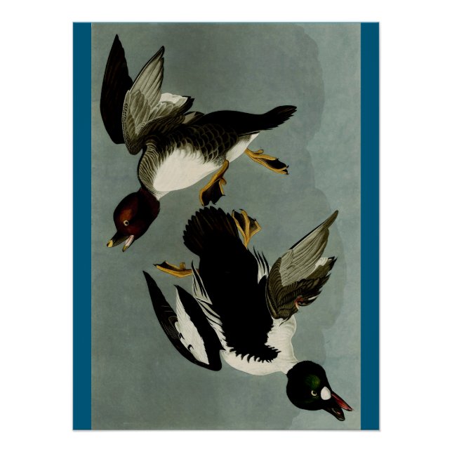 Póster Pato marino común de goldeneye (Anverso)