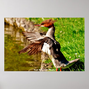 Póster Pato Meganser