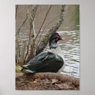 Póster Pato Muscovy Por Poster De Pond