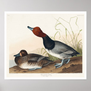 Póster Pato pelirrojo de Audubon Poster