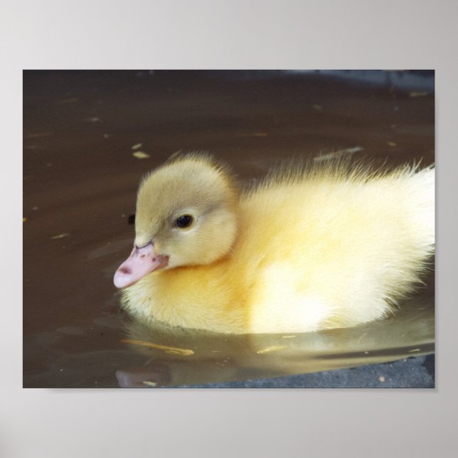 Póster Pato pequeño (Frente)