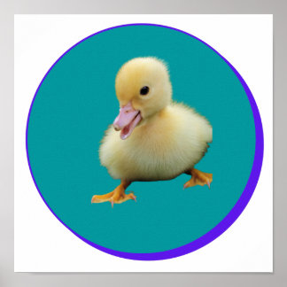 Póster Pato pequeño