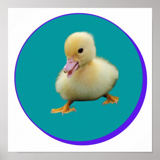 Póster Pato pequeño (Frente)
