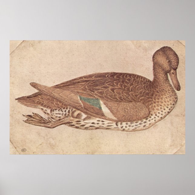 Póster Pato - Pisanello - c1440 (Frente)