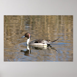 Póster Pato Rabudo Nada En Un Estanque