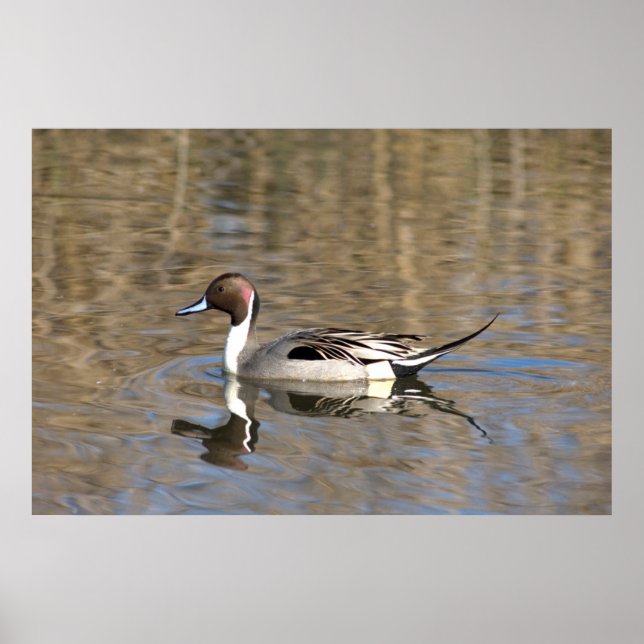 Póster Pato Rabudo Nada En Un Estanque (Frente)