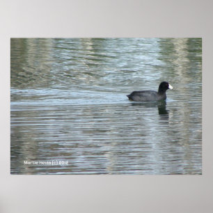 Póster Pato solitario II