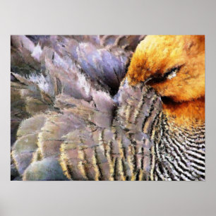 Póster Patos