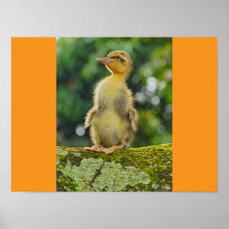 Póster Patos