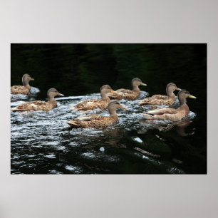 Póster Patos