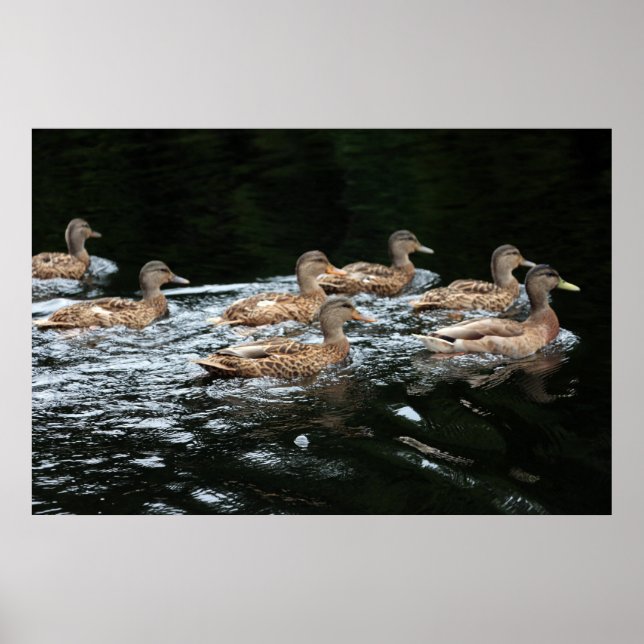 Póster Patos (Frente)