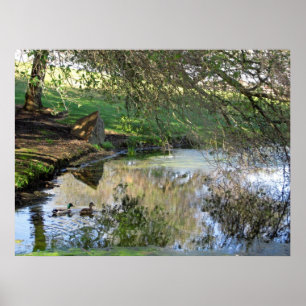 Póster "Patos anidantes"