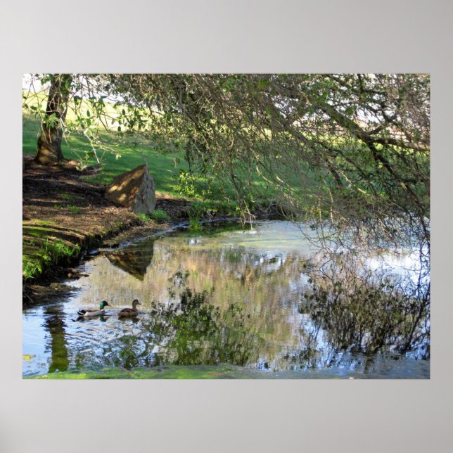 Póster "Patos anidantes" (Frente)