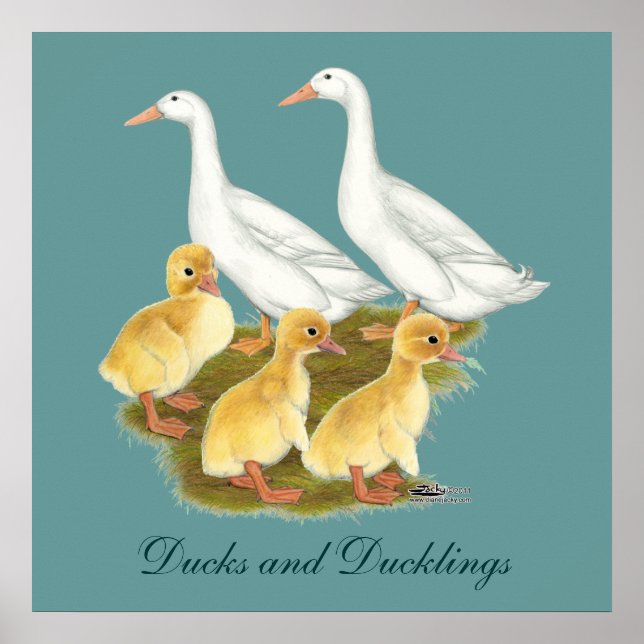 Póster Patos blancos y patitos (Frente)