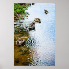 Póster Patos de cultivo 2