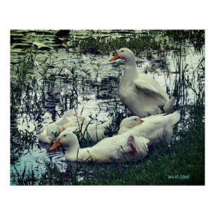 Póster Patos de Estanque Animales