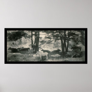 Póster Patos de la Chaqueta Foto 1900