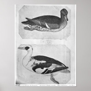 Póster Patos, el álbum de Vallardi