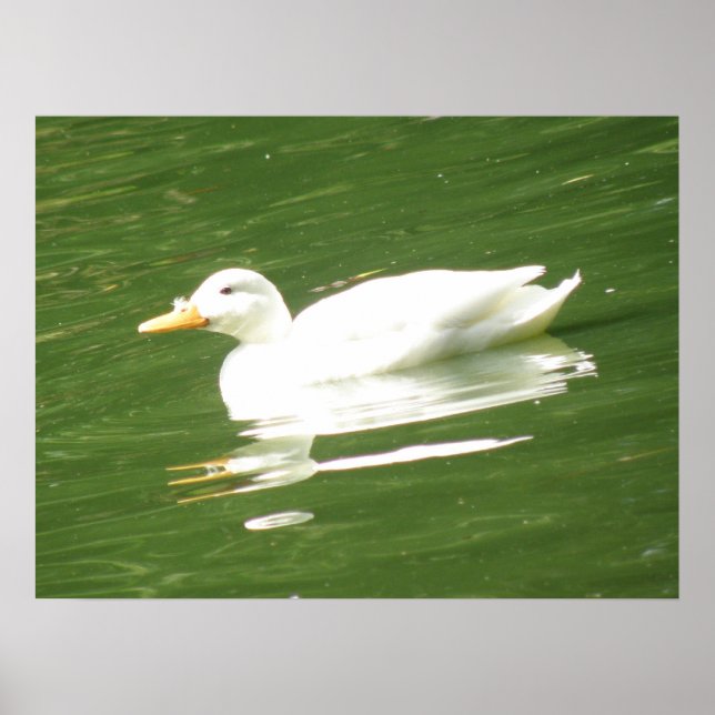 Póster Patos en el agua Imprimir (Frente)