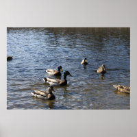 patos en el agua, parque de madera verde