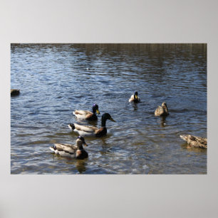 Póster patos en el agua, parque de madera verde