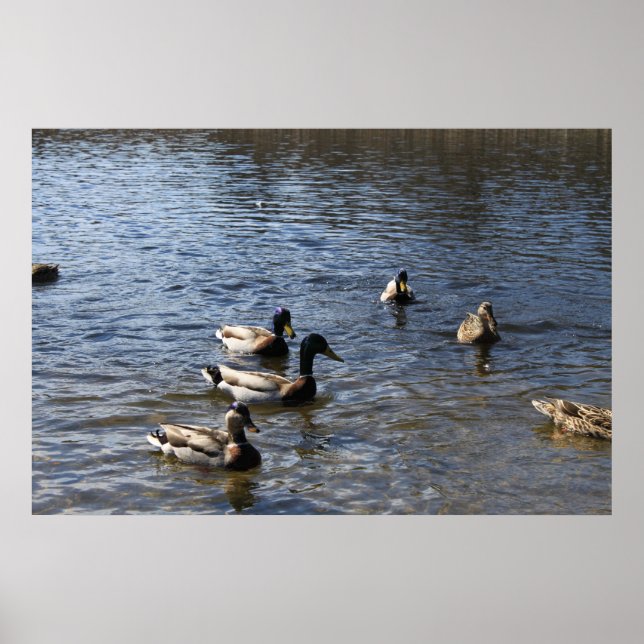 Póster patos en el agua, parque de madera verde (Frente)