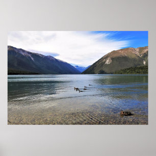 Póster Patos en el lago Rotoiti