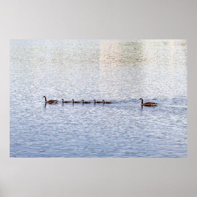 Póster Patos en el Poster del lago Glen (Frente)