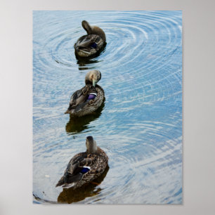 Póster Patos en fila