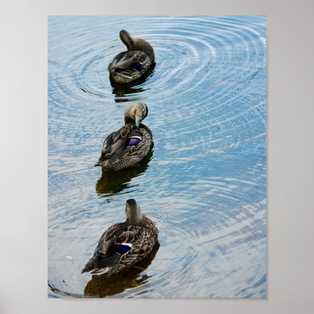 Póster Patos en fila (Frente)