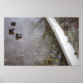 Póster Patos en Poster de agua