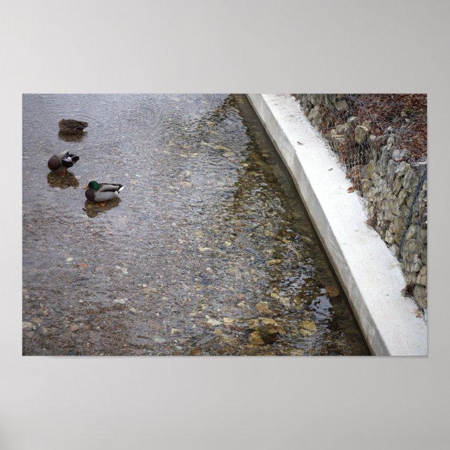 Póster Patos en Poster de agua (Frente)