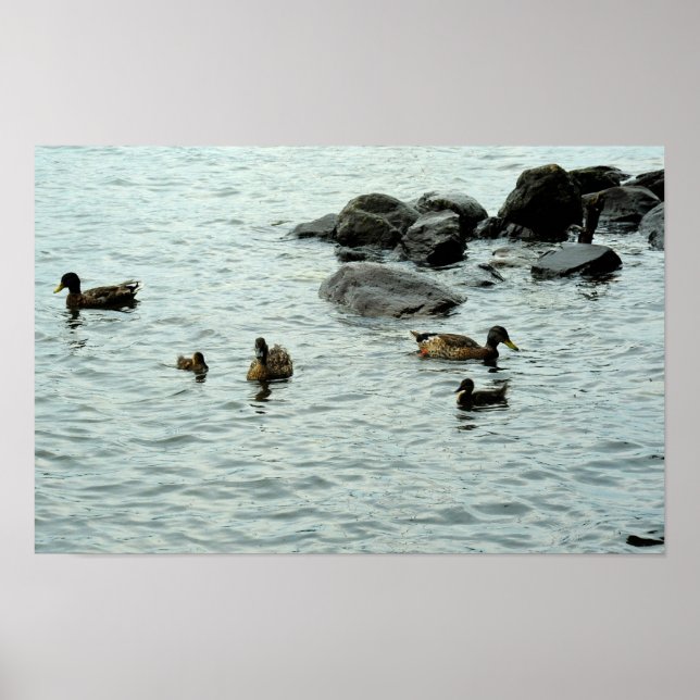 Póster Patos en un lago (Frente)